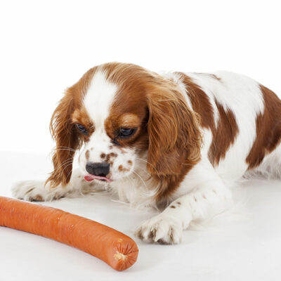 4 Most Common Food Allergies in Dogs