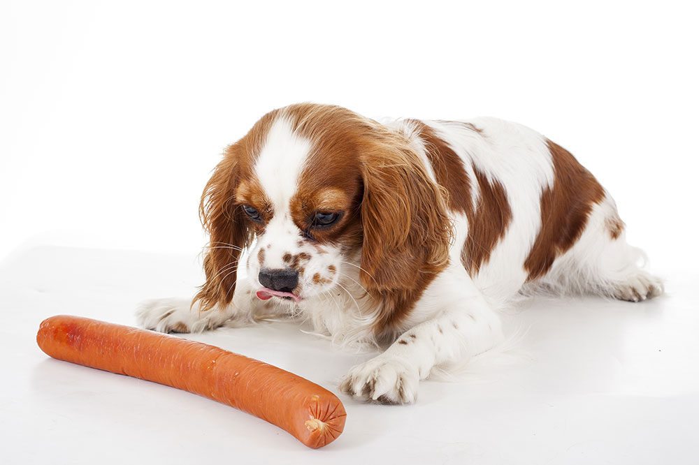 4 Most Common Food Allergies in Dogs