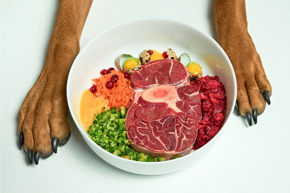 4 High-Protein Dog Foods