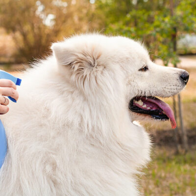 4 Products to Protect Dogs From Fleas and Ticks