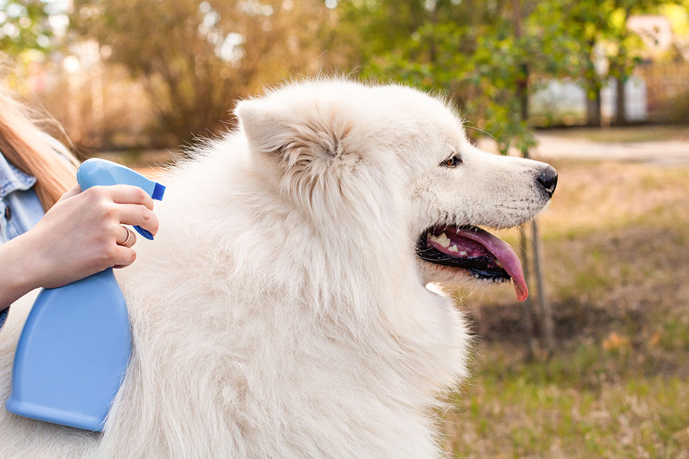 4 Products to Protect Dogs From Fleas and Ticks