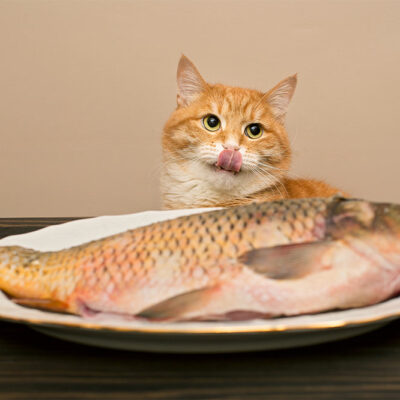 5 Human Foods That Are Safe for Cats