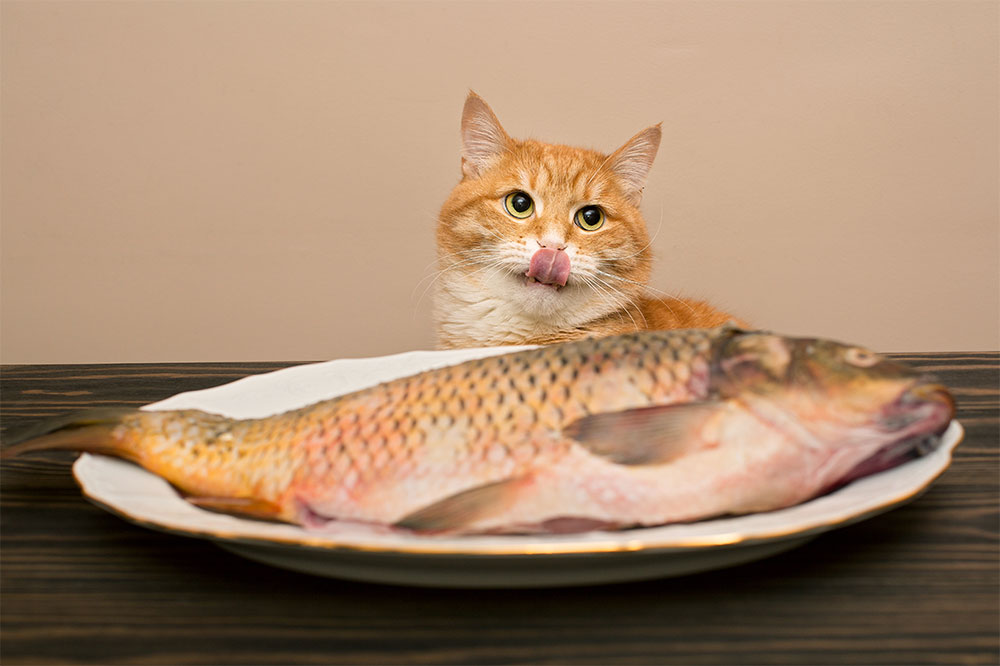 5 Human Foods That Are Safe for Cats