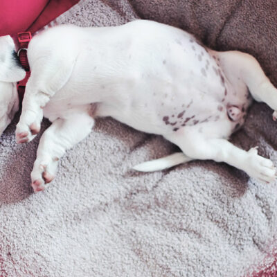 5 Simple Recipes for Dogs with Sensitive Stomachs