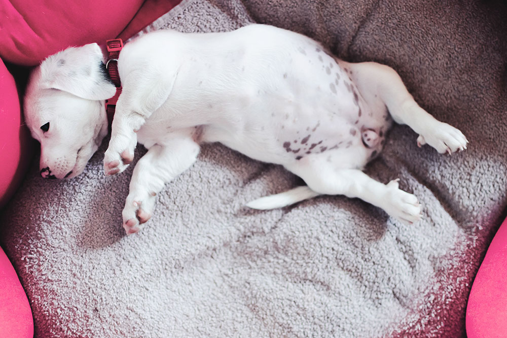 5 Simple Recipes for Dogs with Sensitive Stomachs