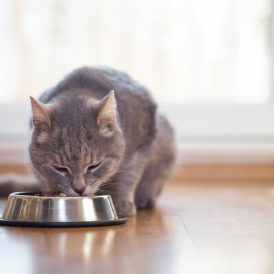Healthy Homemade Foods for Cats