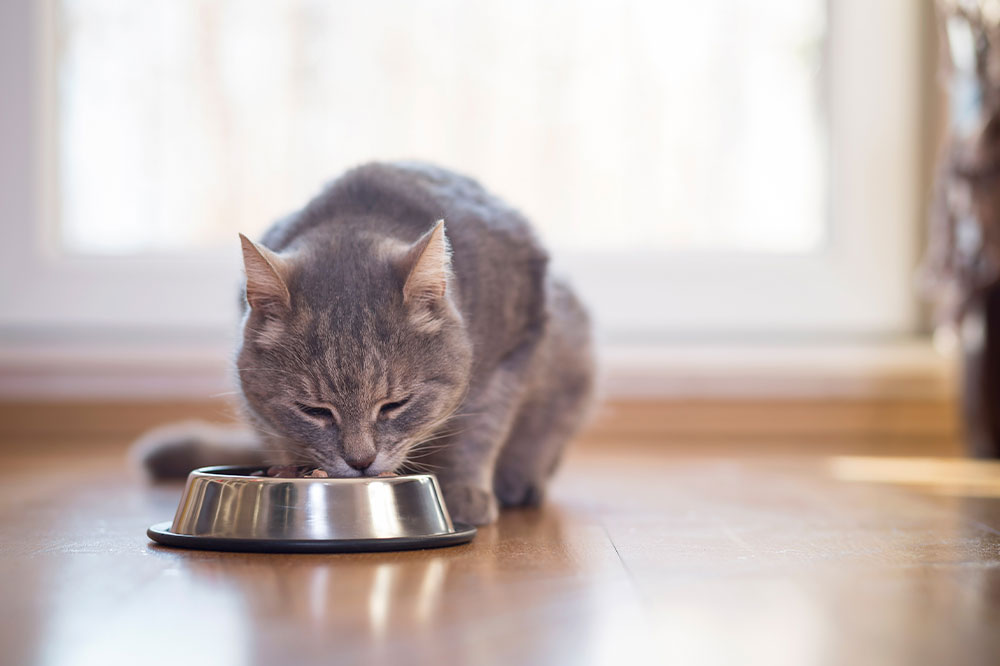 Healthy Homemade Foods for Cats