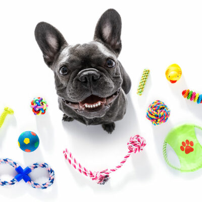 The Top 5 Pet Toy Brands